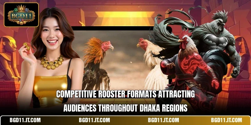 Competitive rooster formats attracting audiences throughout Dhaka regions